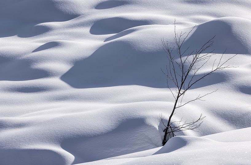 Tree with winter cover by Adelheid Smitt