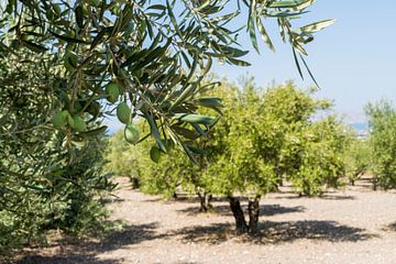 olijvenboom van Patricia van Loock