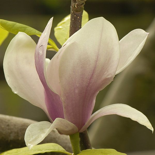 Magnolia bloem van Bargo Kunst