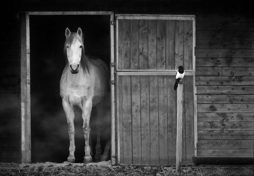 The horse and the magpie by Maickel Dedeken