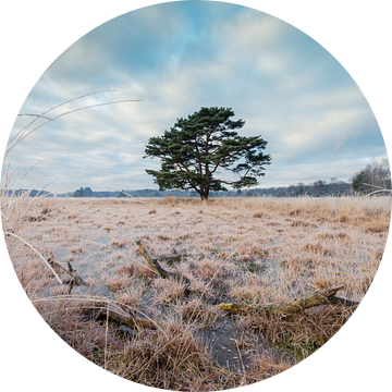 De Boom van Max ter Burg Fotografie