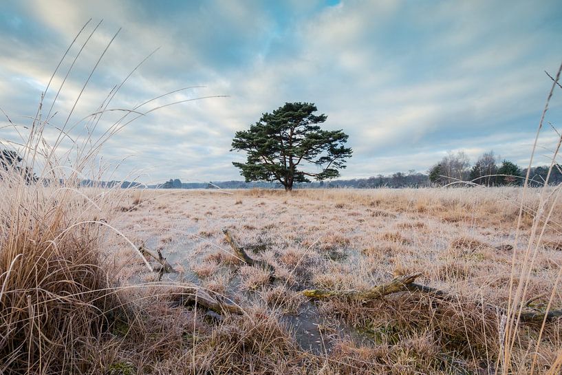 Der Baum von Max ter Burg Fotografie