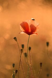 Coquelicot avec mouche sur Moetwil en van Dijk - Fotografie