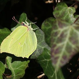 Zitronenfalter von Matthias Brix