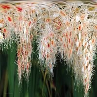 flower impression