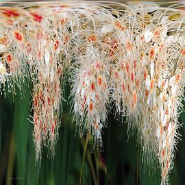 impression de fleurs
