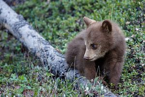 Black bear cub sur Menno Schaefer