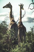 Giraffen.