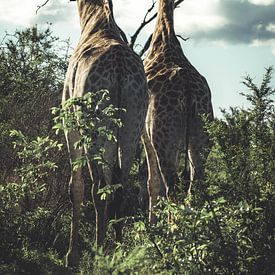 Giraffes. by Niels Jaeqx