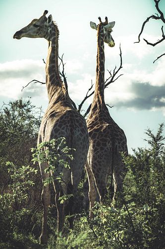 Giraffen. van Niels Jaeqx