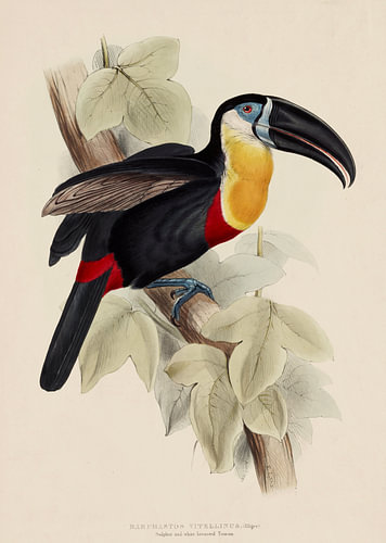 Edward Lear – Tukan, Tafel 9, Band I (1833–1835)