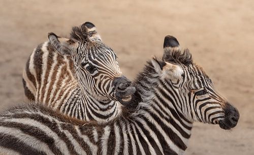 Speelse Zebra's in Interactie