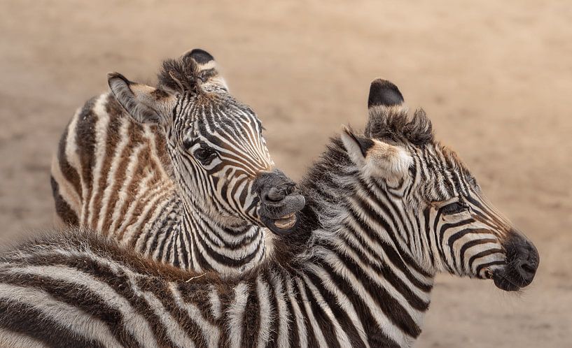 Verspielte Zebras in Interaktion von Triki Photography