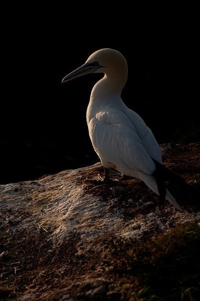 Low key gannet by Mijke Braam