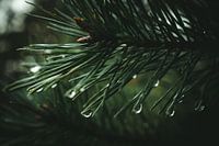 Pine needles with drops