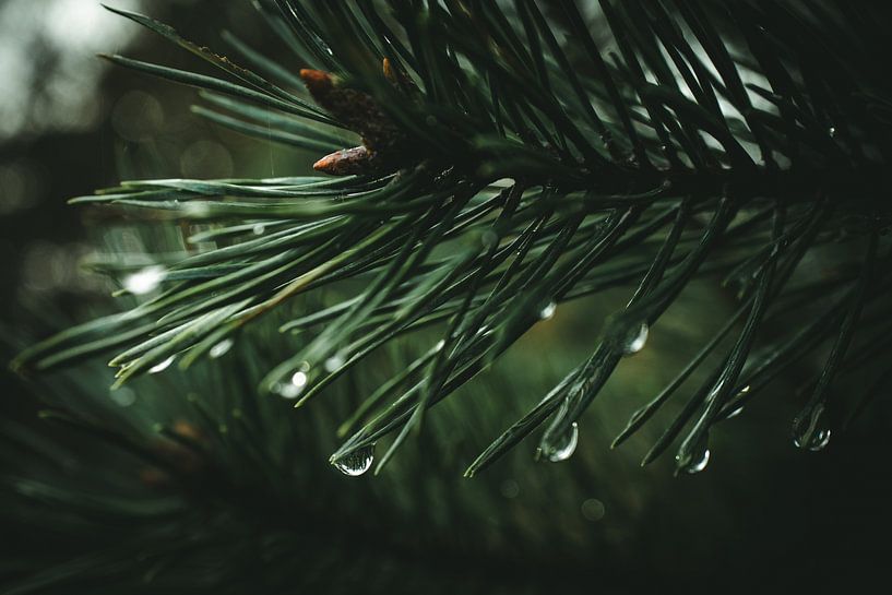 Pine needles with drops by Jan