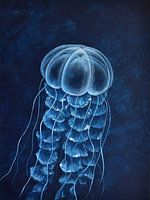 Rhopilema
