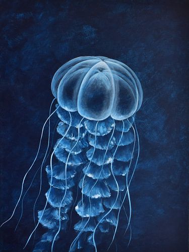 Rhopilema