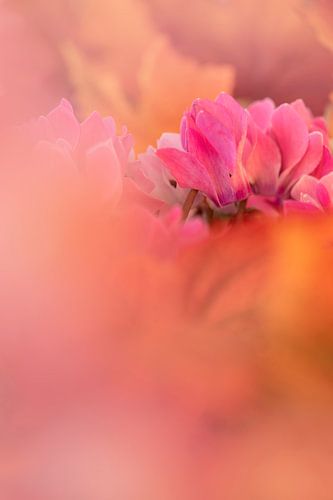 Precious Flowers. van Alie Ekkelenkamp