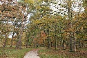 Herbst in Salland von Marloes ten Brinke