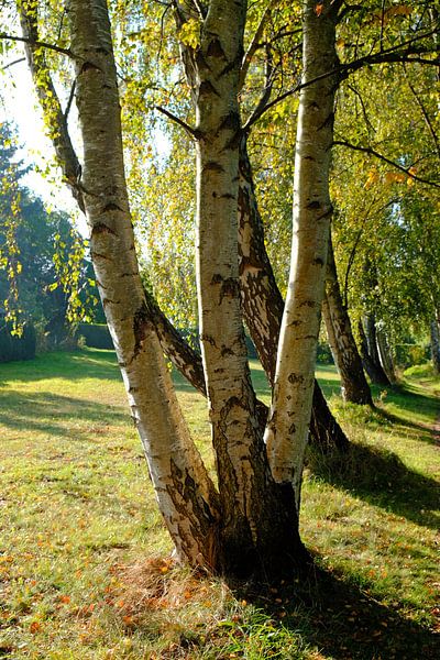 Birches in light by Ostsee Bilder
