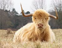 Scottish Highlander