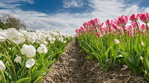 Tulpenveld in de  flevo polder