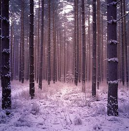 Magisches Licht im Winterwald