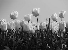 Tulips in black and white by Martine Moens