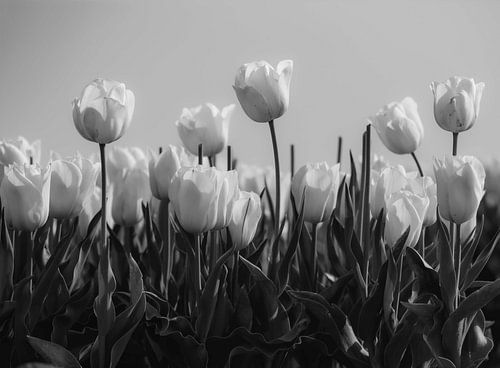 Tulpenveld in zwart wit