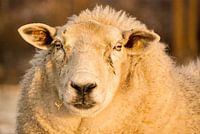 Schafe in der Abendsonne