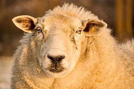 Schafe in der Abendsonne von Natuurpracht   Kees Doornenbal