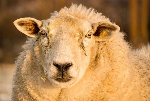 Schaap in het avondzonnetje