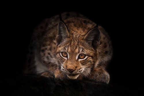 Lynx kijkt nieuwsgierig uit de duisternis (hinderlaag) zwarte nachtelijke achtergrond. een mooie kat