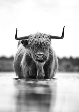 Schottischer Highlander sucht Abkühlung im Wasser! von Peter Haastrecht, van