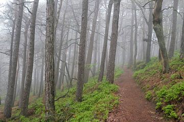 Een wandelpad loopt door een bos in de ochtendmist van Lensw0rld