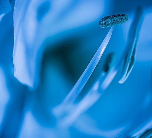 White amaryllis in blue