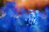 Sterhyacint by Janka Kucerova thumbnail