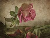 Tear of Rose, Igor Tokarev by 1x thumbnail