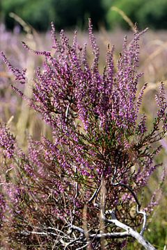 Purple heather branch in the sun by Gerard de Zwaan