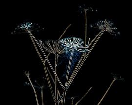 Planeet Berenklauw van Andrew George