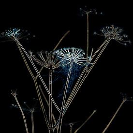 Planet hogweed by Andrew George