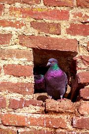 Concept nature : Dove nest in the City wall