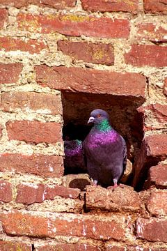 Concept nature : Dove nest in the City wall by Michael Nägele