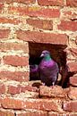 Concept nature : Dove nest in the City wall von Michael Nägele Miniaturansicht