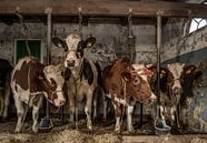 Vaches dans une ancienne étable par Inge Jansen Aperçu