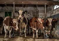 Koeien in oude koeienstal