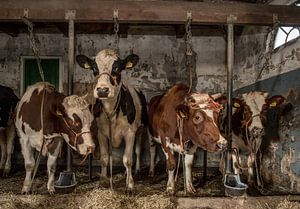Kühe im alten Kuhstall sur Inge Jansen