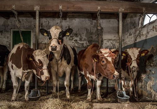 Dutch cows in an old barn