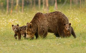 Die Protégés "Braunbär mit Junglöwen"